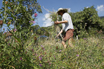 Comment créer une prairie maigre dans son jardin. Récolte de foin fleuri.