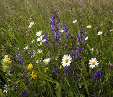 Marguerite, sauge des prés dans une prairie fleurie