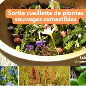 cueillette plantes sauvages comestibles