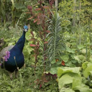 fete de la nature 2025 jardin sauvage