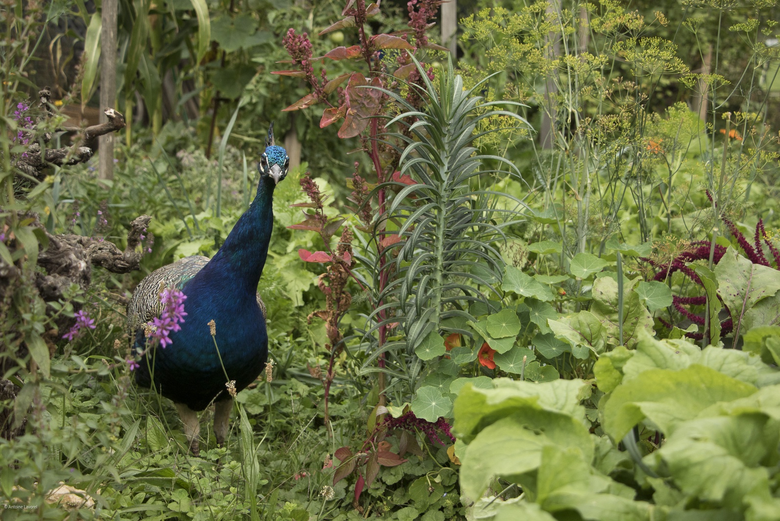 fete de la nature 2025 jardin sauvage