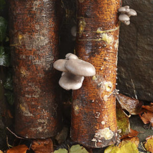 culture de pleurotes sur troncs