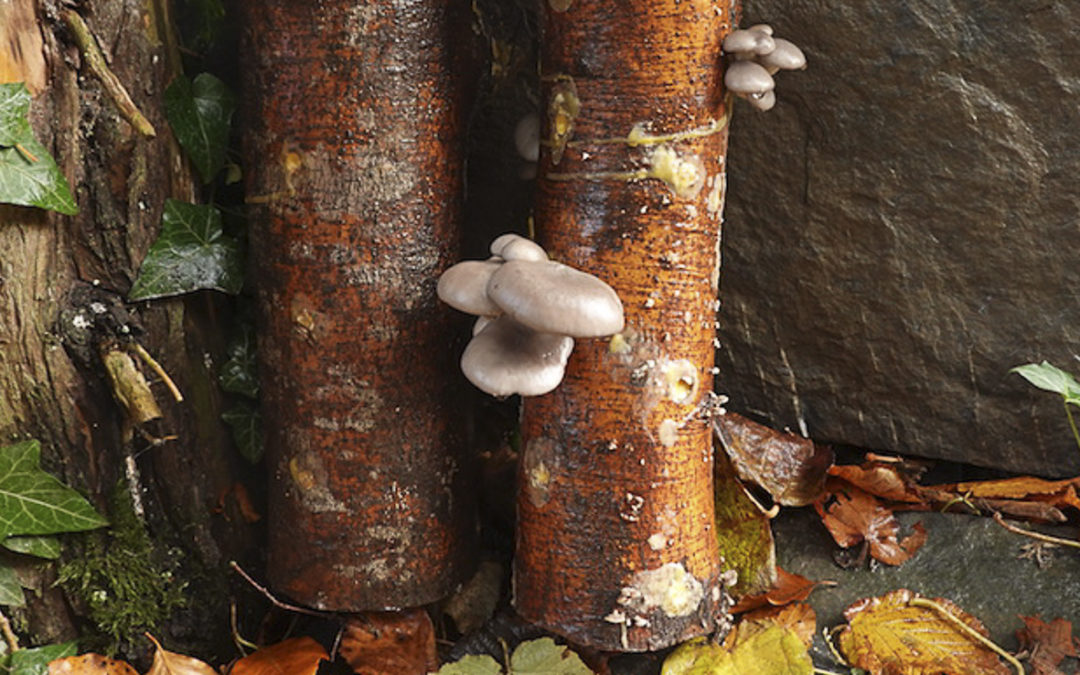 culture de pleurotes sur troncs
